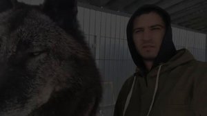 САМЫЕ БОЛЬШИЕ ВОЛКИ которых удалось снять на камеру!