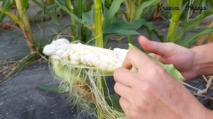 Наросты на кукурузе. Уитлакоче. Пузырчатая головня.