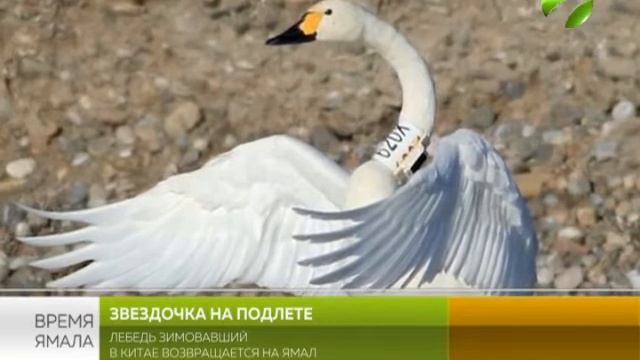 Окольцованный лебедь из Китая возвращается на Ямал смотреть онлайн