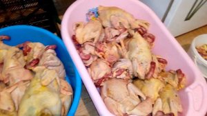 Каких кур , нужно разводить на племя ? А каких , нет. Выросло молодое поголовье кур .