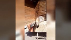 Ризен Агути, обзор маточного поголовья в лпх"Строгий"