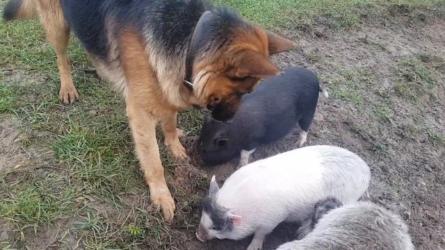 Снятие обоев с деревянных стен это тоже работа.Превращение обычного куска мяса в шейную часть в печ смотреть онлайн