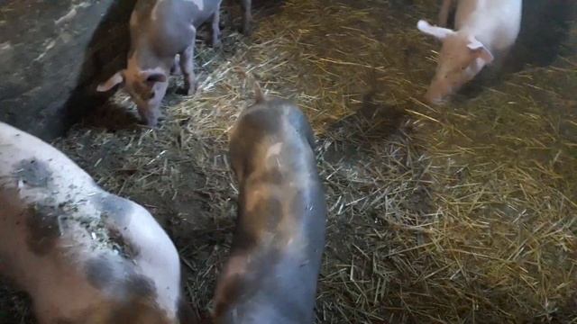 Обзор поросят петрен и откорма смотреть онлайн