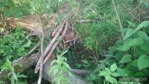 Проверяю ловушки, рои пчёл летят в леса. ?
