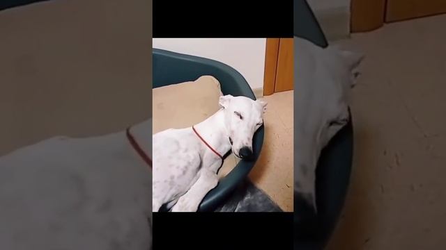 Взгляд орла смотреть онлайн