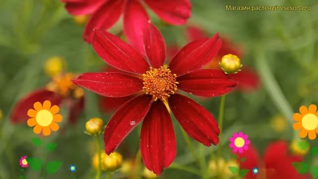 Кореопсис ланцетовидный Рэд Сатин. Краткий обзор, описание coreopsis lanceolata Red Satin смотреть онлайн