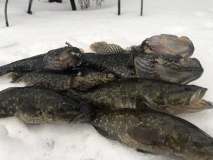 НЕ ЗРЯ ПОЕХАЛ ПОЛОВИТЬ ЭТОГО МОНСТРА .mp4