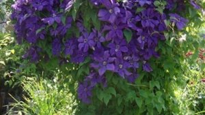 Медитация _ Пение птиц _ Восстановление ЭНЕРГИИ после трудового дня