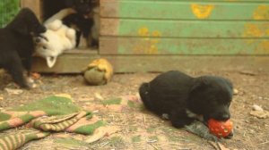 Социальный ролик в защиту бездомных животных.