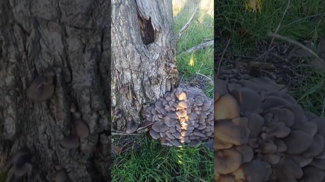 сбор грибов вешенка