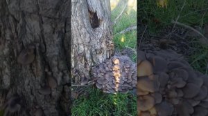 сбор грибов вешенка