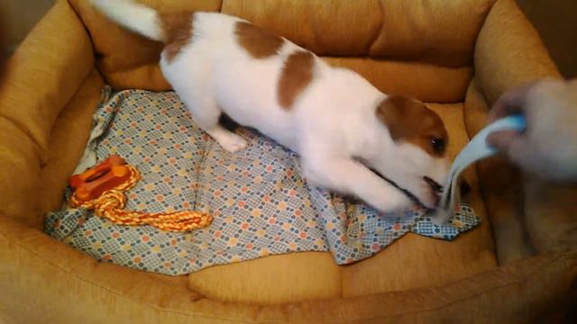 мой jack russell смотреть онлайн