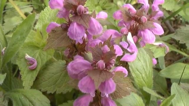 Весенние цветы. Релаксация смотреть онлайн