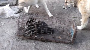 Притравка щенков лаек 4 месяца Куна и Чар