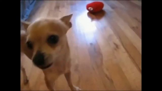 Собака которая умела петь смотреть онлайн