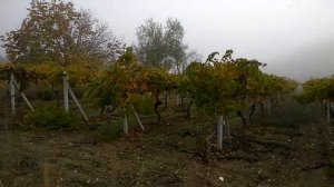 Начало зимы, виноградники в Турции. Сделали остановку в автостопе