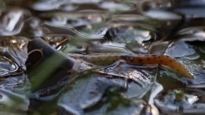 Обыкновенный тритон / Lissotriton vulgaris / Smooth newt