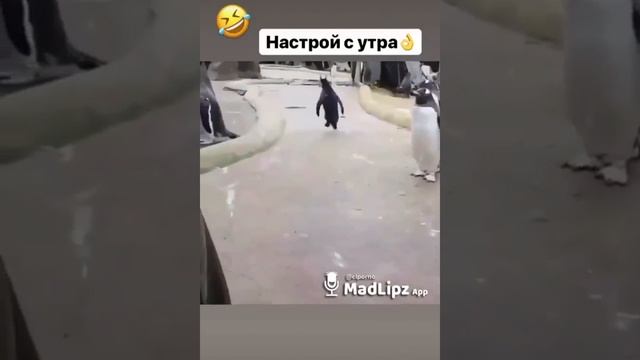 МЕМ ПРО ПИНГВИН-НАСТРОЙ С УТРА смотреть онлайн