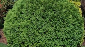 Туя — дерево, как выглядит, разновидности и сорта