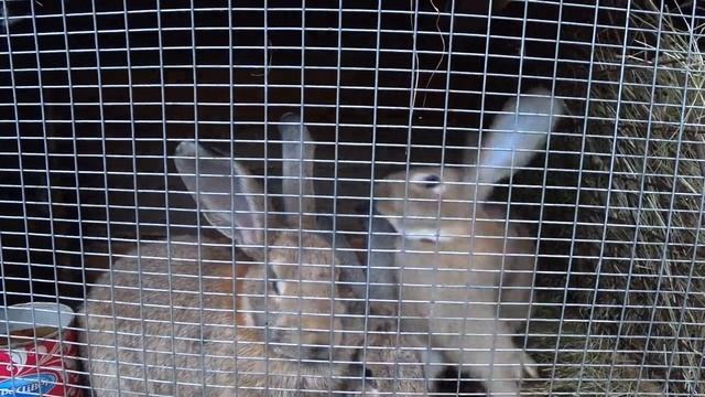 Серая Крольчиха ПРОДОЛЖЕНИЕ ЖИЗНИ ! смотреть онлайн