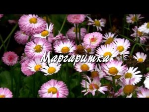 Маргаритка.  Дачные картинки.