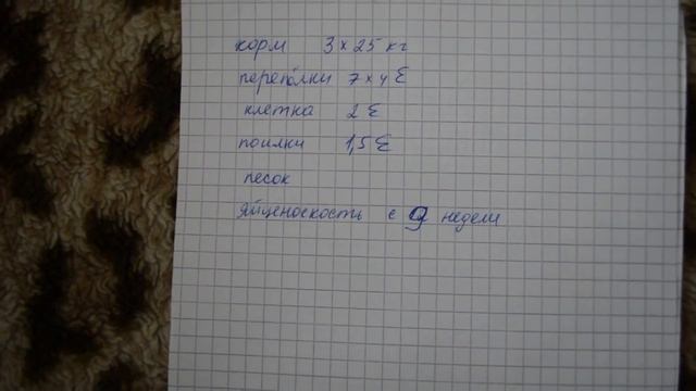 Выгодно ли держать перепелов - себестоимость яйца