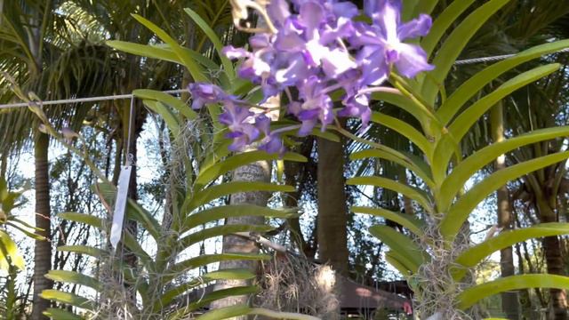 Orchid Garden Update, New Orchid Blooms, Angreacum Update, February 3, 2022 смотреть онлайн