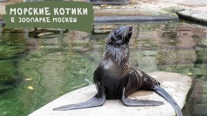 Морские котики в зоопарке Москвы