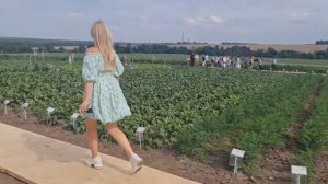 ЭТО БЫЛО ЗДОРОВО! День поля 2022 в компании СеДеК