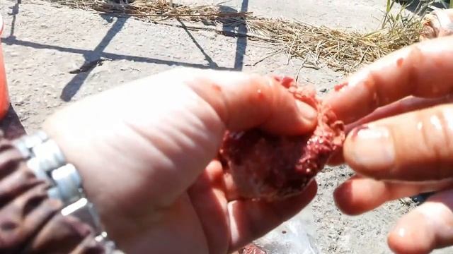 Как насадить куриную печень на крючок! Как ловить сома на донку! Рыбалка на сома! Как ловить сома!