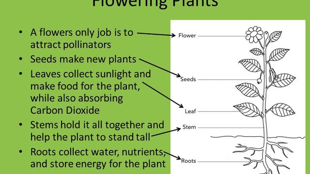 Purely Plants смотреть онлайн