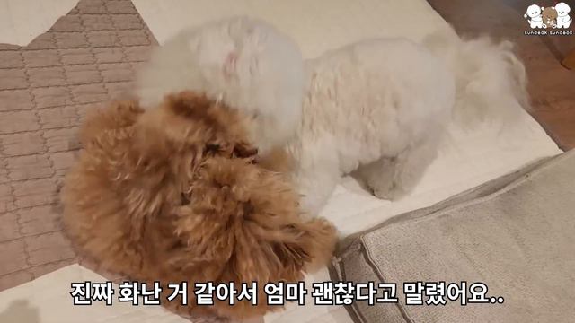 엄마를 괴롭히는 동생 강아지에게 찐으로 화내는 언니 강아지 (화난 곰돌이)