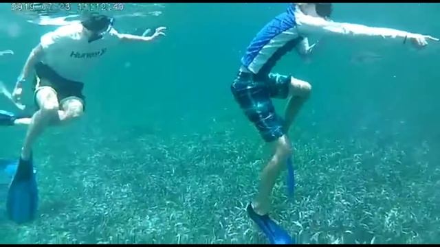 Сокровища Белиза. Карибское море. Белиз. Кошачьи акулы.