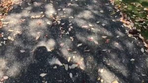 Лена Хеппи у Родни. Мадам S ищет работу. Кристина Никадимус пойдёт учиться. Жизнь на юге Англии.