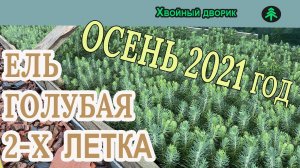 Какая ель голубая 2-х летка на осень 2021 года. Обзор интернет-магазина питомника "Хвойный дворик"