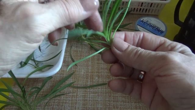 Многолетняя гвоздика.Зимовка, размножение. смотреть онлайн