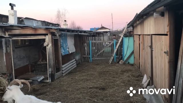 Наши Козы и козлята// смотреть онлайн