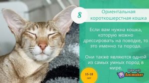 ТОП – 15 Пород Кошек ?, Которые Живут Дольше Других (Кошки - Долгожители)
