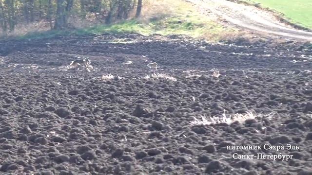 Охота с Тазы. Сезон 2019-2020 смотреть онлайн