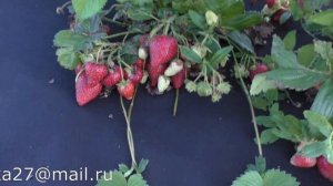 СИРИЯ средне-ранний сорт клубники.