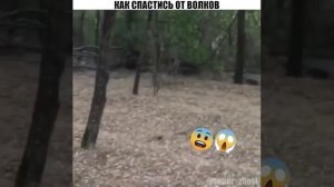 как спастись от волков