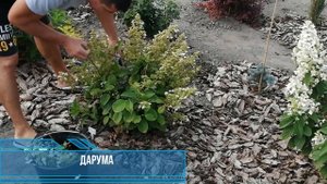 ПОДВЯЗЫВАЮ ГОРТЕНЗИИ . ГОРТЕНЗИИ МЕТЕЛЬЧАТЫЕ.