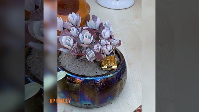 SUCCULENTS IDEAS - Ý TƯỞNG SIÊU ĐẶC BIỆT CÙNG SEN ĐÁ смотреть онлайн