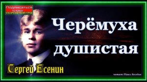 Черёмуха душистая, Сергей Есенин ,  Русская Поэзия ,читает Павел Беседин
