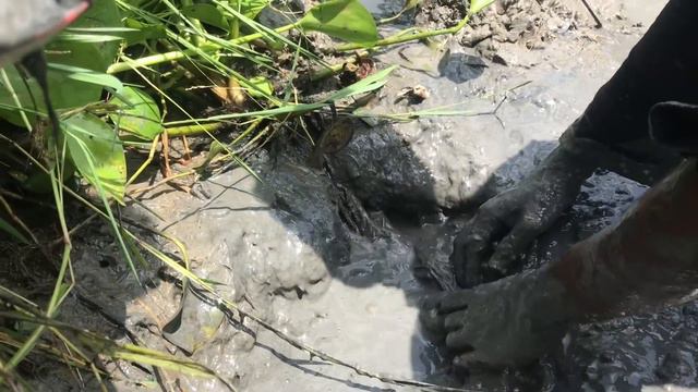 Awesome Traditional Hand Fishing Video | Best Hand Fishing From Mud Water - 2021 смотреть онлайн