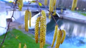 Серёжка ольховая