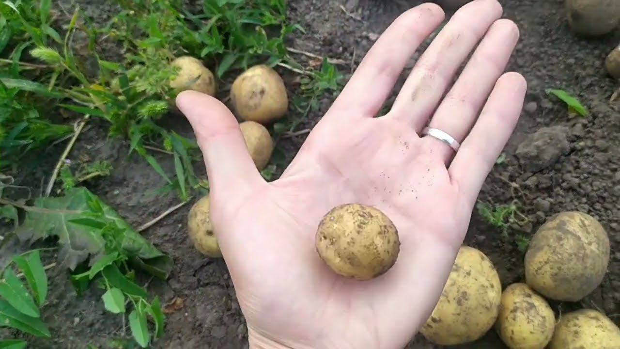 КУПИЛИ ДОМ в деревнеВыкопала молодую картошкуМОТИВАЦИЯ строки пол из шпал в дровнике сгнил смотреть онлайн