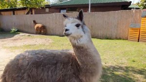 «Альпака Парк» в парке «Сказка»