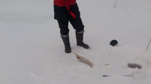 Сестрорецк. Рыбалка.