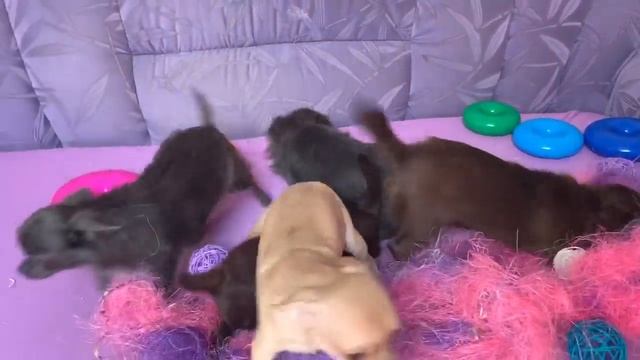 Чихуахуа из домика азалии 6 мес, в продаже смотреть онлайн